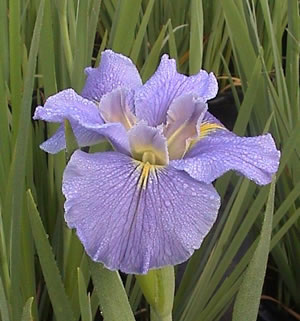 Louisiana Iris - Malibu Magic